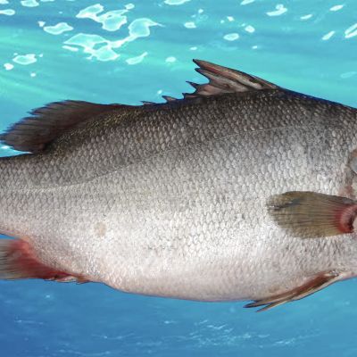 -NILE-PERCH-WHOLE-FISH-